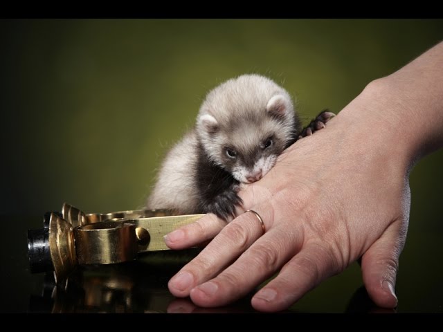 🐾 FERRETS: Why do ferrets bite and how to teach them to not bite? - YouTube