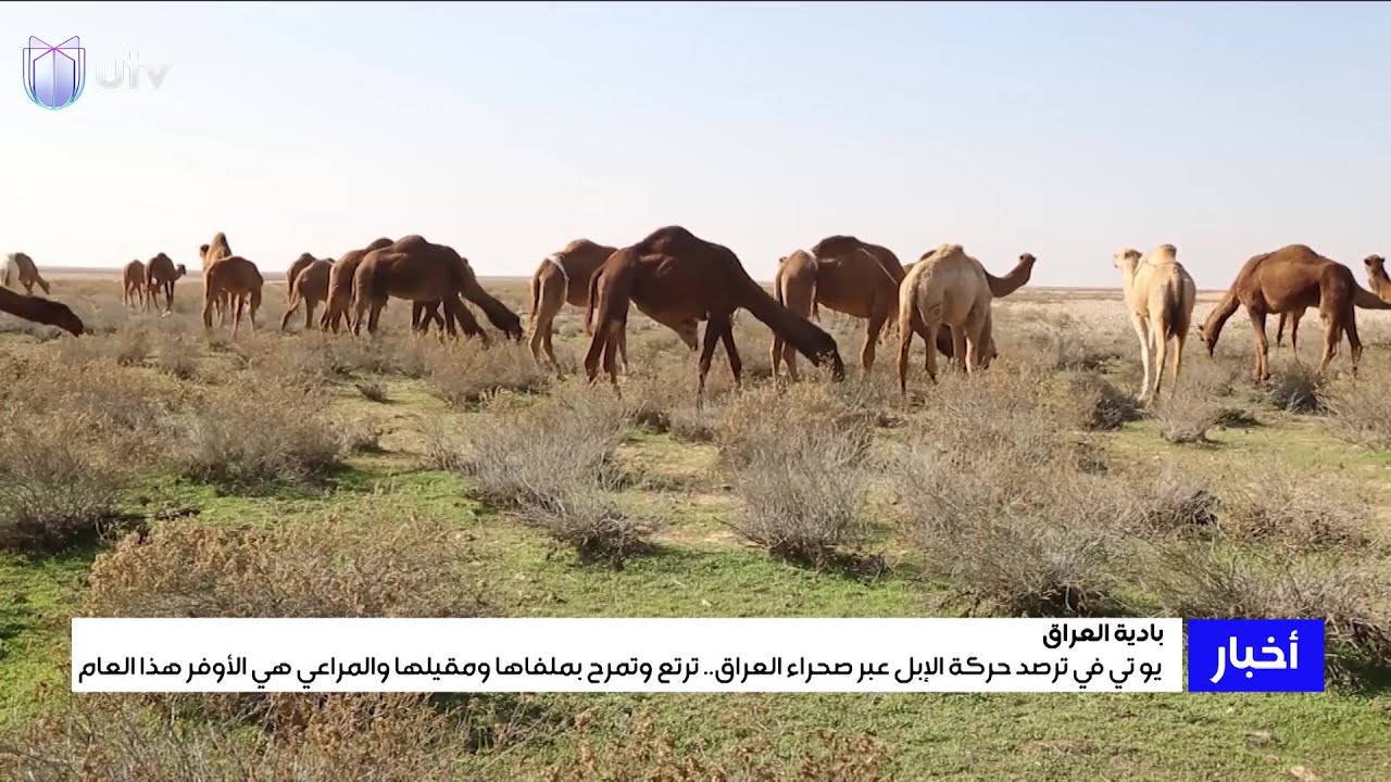 يو تي في ترصد حركة الابل عبر صحراء العراق.. ترتع وتمرح بملفاها ومقيلها والمراعي هي الأوفر هذا العام