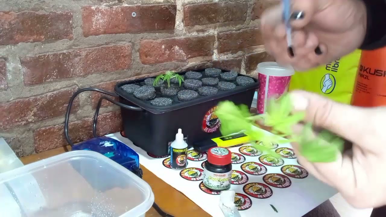 Puesta en funcionamiento de La Fábrica de Esquejes.