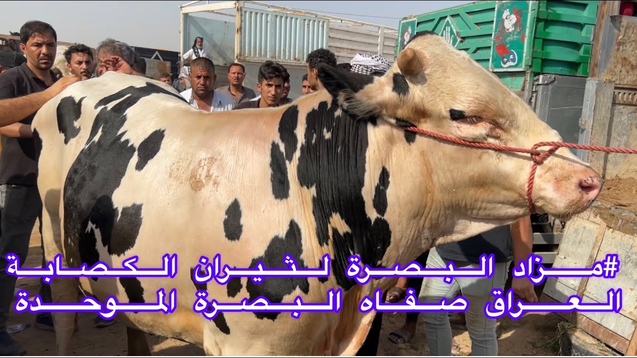 #الفديو_الاول_لمزاد_الثيران_الكصابة في صفاه البصرة الموحدة الجمعة 22/7/2022  قرب جسر الزبير