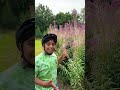Explore with Aneeshwar || Nature’s wonder || Wind dispersal seeds ||
