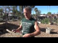 Moringa Tree from CUTTINGS - Turning a Branch into a Tree