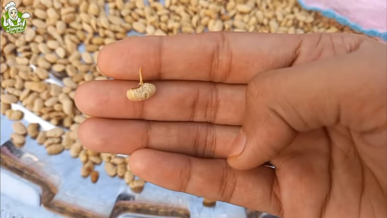 Soy protein powder|Homade Soya Bean Powder Suplement|Best Homade Soy Protein