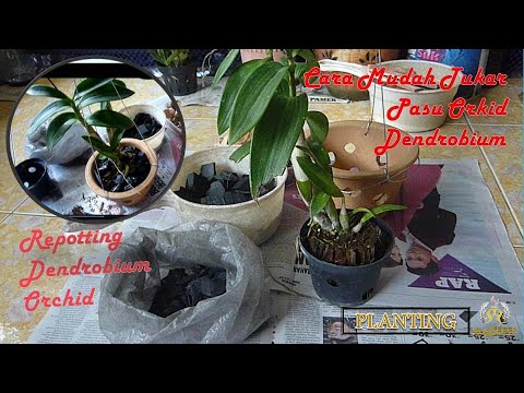 Video: Pemindahan Orkid Dendrobium (8 Foto): Bagaimana Cara Memindahkan Orkid Dendrobium Dengan Betul Ke Dalam Periuk Setelah Membeli Di Rumah Langkah Demi Langkah?