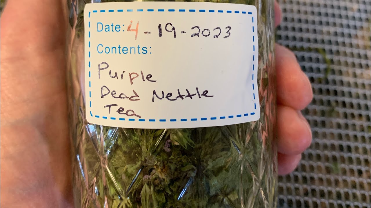 Making Purple Dead Nettle Tea