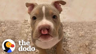 Pittie Absolutely Lives For His Mom | The Dodo Pittie Nation