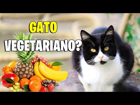 Vídeo: Doenças do gato: Duas doenças infecciosas que você deve saber sobre