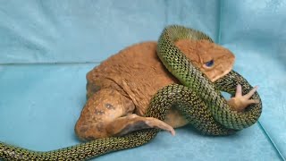 Wow!!! Amazing Asian Bullfrog Tries To Eat Big Snake !!Warning Live Feeding