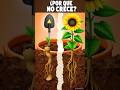 Girasoles Que No Crecen  Causas Ocultas #plantas #plantcare #jardin #viralgardening #diyfertilizer