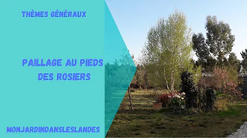 Quel est le meilleur paillage pour les rosiers ?