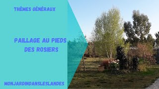 Paillage rosiers - BRF ou pas ? - Monjardindansleslandes