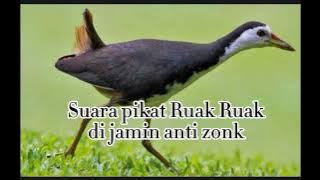 Suara pikat ruak ruak di jamin anti zonk