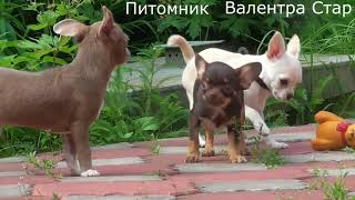 Щенки чихуахуа 4 месяца Нужно ли гулять с чихуахуа Щенки чихуахуа 4 месяца Нужно ли гулять с чихуахуа
