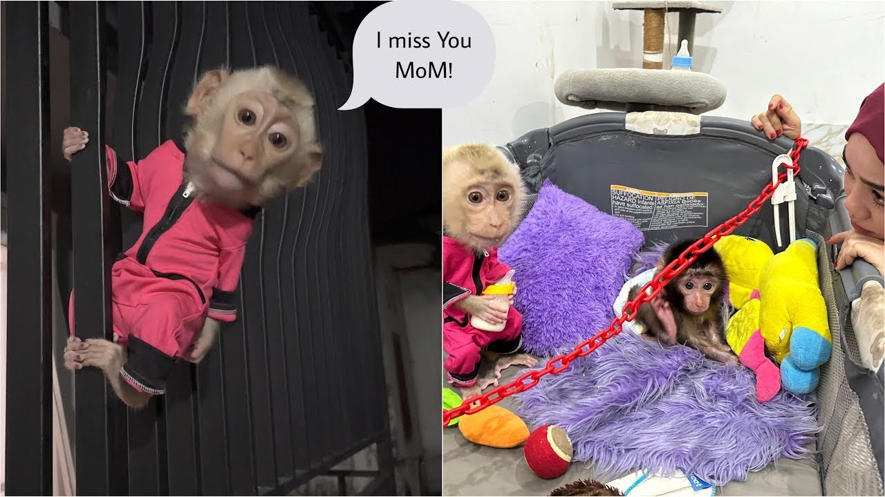 Newborn Baby Monkey Dino was approached by Monkey Alpha while Mommy was taking care of him