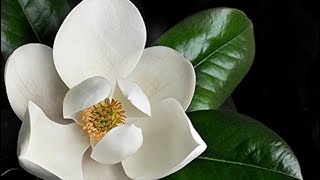 Magnolias: Nature's Timeless Beauty Unveiled!- NatureWise_Insights
