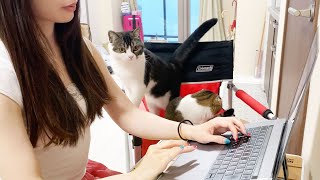 ママご飯まだ！？仕事終わりを待つ親子猫
