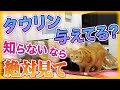 猫がタウリンを摂取しないと命の危険があります