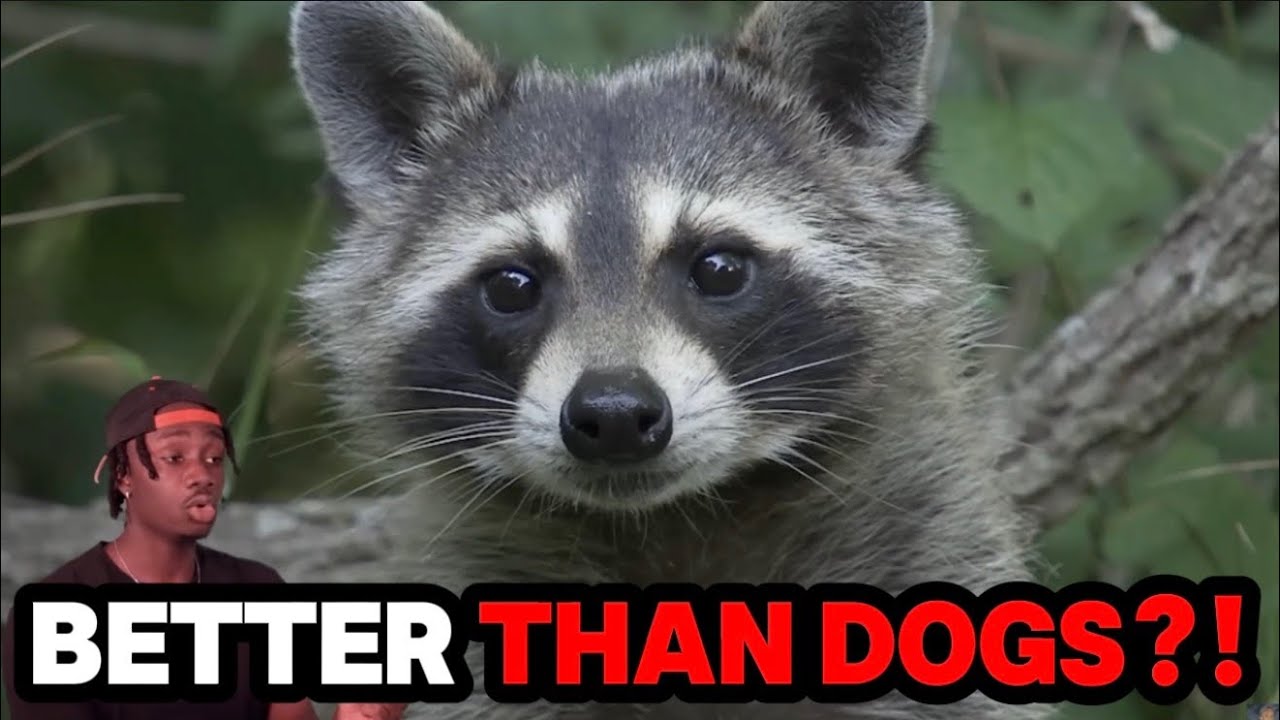 RACCOONS ARE REPLACING DOGS AND CATS? (CASUAL GEOGRAPHIC REACTION)