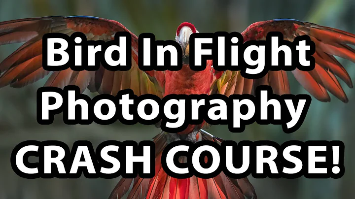 Bird In Flight Photography - Crash Course! - DayDayNews