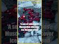 'A sea of emotions': Muscovites discover ice floating trend