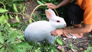 Rabbit Using Trap Calling Sound in Cambodia Traditional Rabbit Trapping in Cambodia by Film Fun Moz 925 views 7 years ago 4 minutes, 19 seconds