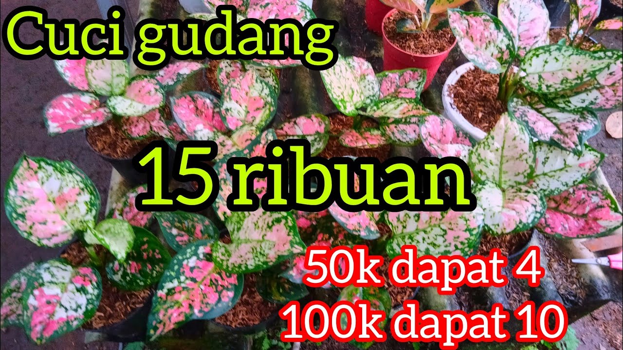 AGLONEMA MURAH TERBARU ♥️ 100K DAPAT 10 MACEM