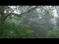 梅雨の森にて : 旅の音景色