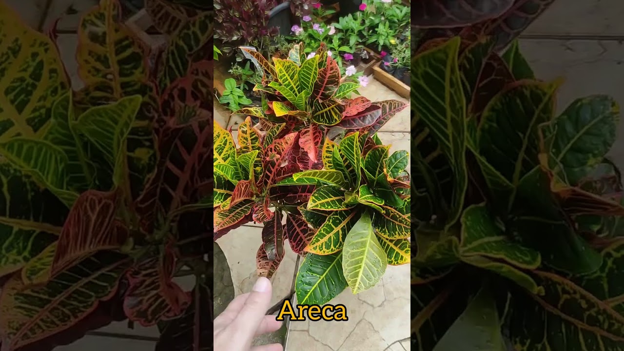 PLANTAS DE SOL- QUAIS COLOCAR?