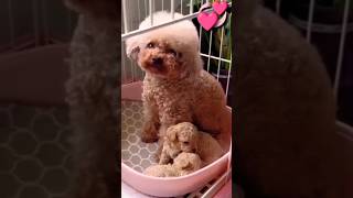 Mom and Lovely puppies, So cute of pets  SCOP: 266