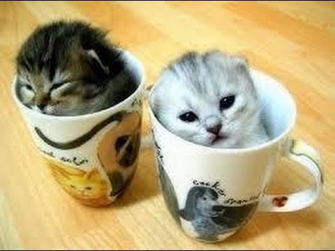 人気のねこ マンチカン集合 超カワイイ癒しの猫 Youtube