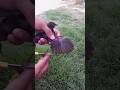 You’ll Be Shocked! I Trimmed the Chick’s Wings 😲🐥✂️#shorts #youtube