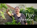 Tiny irish vegetable garden  the tiny garden