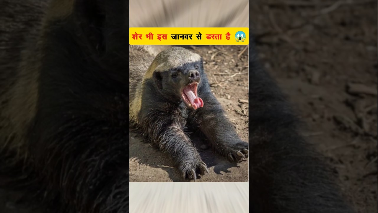 GANGSTER of The Jungle HONEY BADGER 🦡 || 