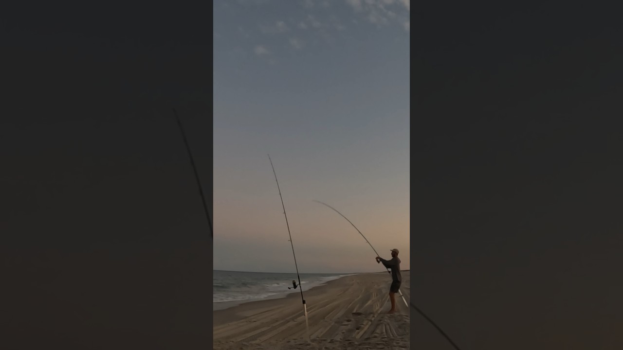 SHARKED  #shark #capelookout #fishing #surffishing #tforods #hookedwithstone