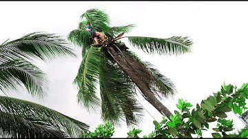 Thợ Cưa Cây Dừa Cao Sát Nhà Đốn Trụi Và Rã Khúc Cực Siêu/ Tung Vlog