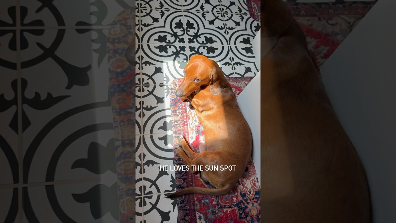 Puppy LOVES the sun spot ❤️