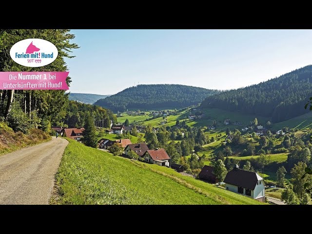 Traumurlaub im Schwarzwald mit Hund: Tipps und Infos 3 sddefault