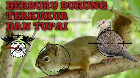 BERBURU TUPAI-BAJING DAN TEKUKUR TERBARU 2022 // MENGGUNAKAN SENAPAN ANGIN MOUSER OD32 // MIMIS GR12