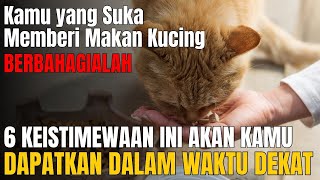 🛑 KEAJAIBAN SERING MEMBERI MAKAN KUCING❗ Berikut 6 Keistimewaan Orang yang Suka Memberi Makan Kucing