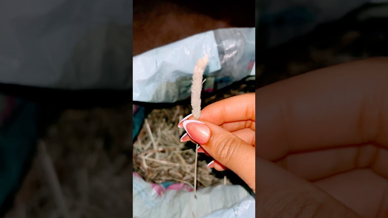 Hand picking my fury baby fav food 