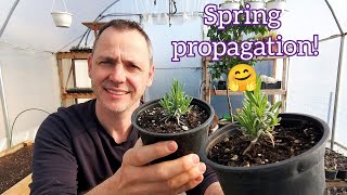 How to propagate lavender from cuttings - The easy way!