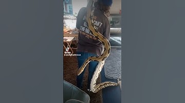 INCREDIBLE SNAKE #rip #retic #python #reptile #axolotlreptilerescue #big