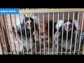 Cute and naughty monkeys  must watch