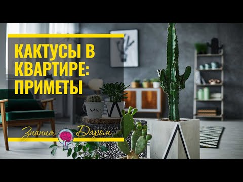 КАКТУСЫ В КВАРТИРЕ: МИФЫ, ПРИМЕТЫ, ТЕОРИИ