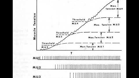 MU recruitment and rate coding