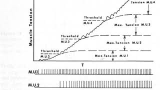 Famous MU recruitment and rate coding Profile