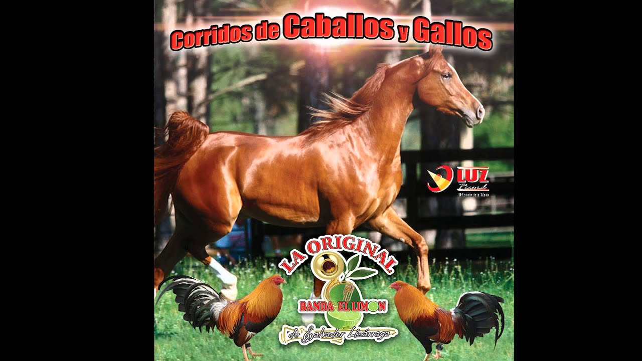 El Grano de Oro / La Original Banda El Limón de Salvador Lizarraga