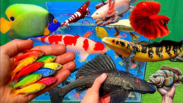 Video tổng hợp cá cảnh đẹp, vịt, vịt con, cá koi, cá trê, cá vàng oranda, cá chép koi