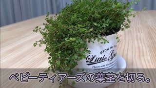 ベビーティアーズの葉茎を切る 剪定 切り戻し Soleirolia Soleirolii 観葉植物 Youtube
