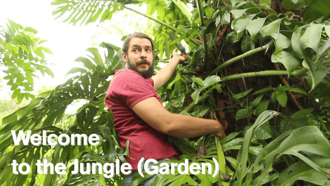 William’s Wild Garden | Must-See Edible & Medicinal Plants